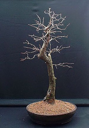 hawthorn bonsai